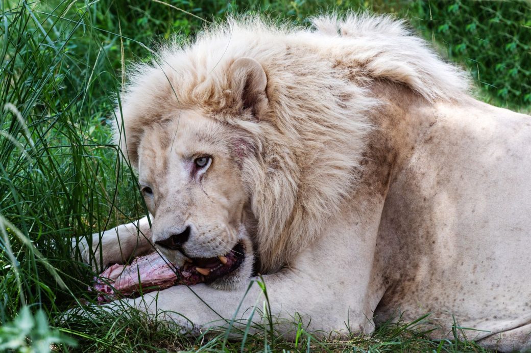 A majestic white lion enjoying a meal in its serene outdoor habitat.