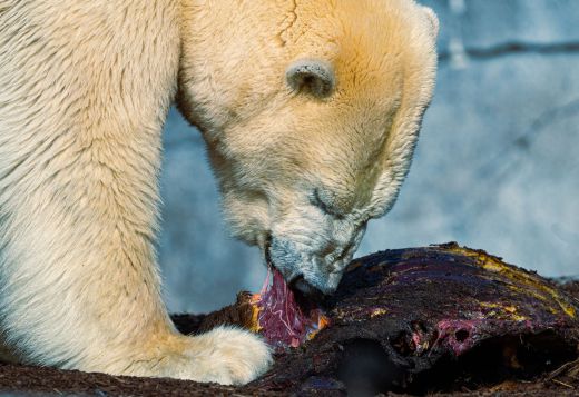 Carnivore Diet: The Complete Evidence-Based Guide
